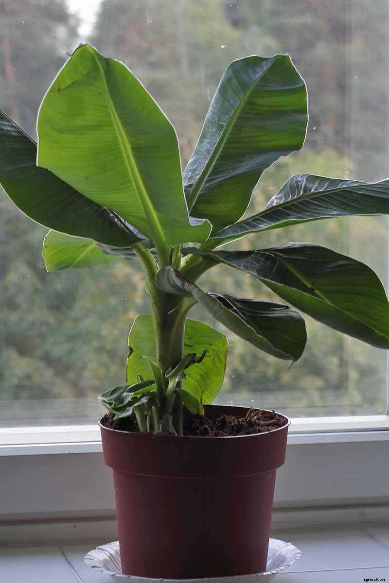 How to Overwinter Banana Plants