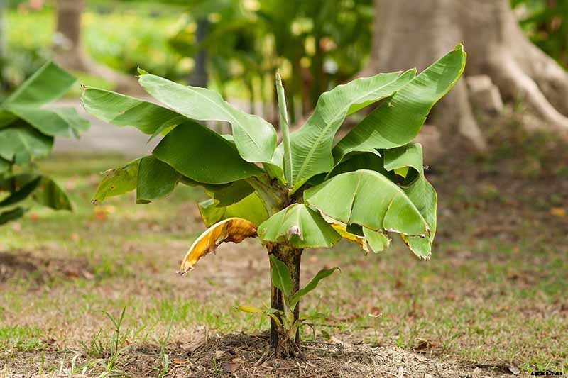How to Overwinter Banana Plants