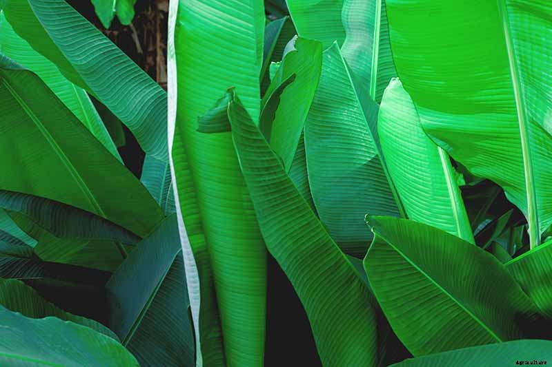 How to Overwinter Banana Plants