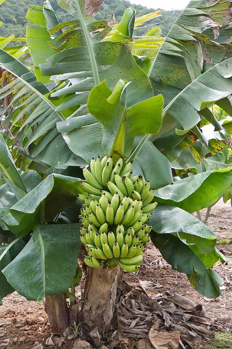 How to Overwinter Banana Plants