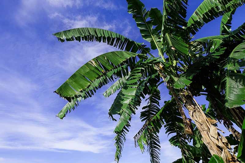 How to Overwinter Banana Plants