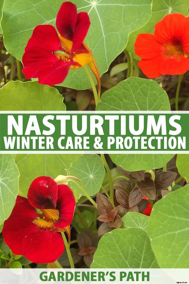How to Care for Nasturtiums in Winter