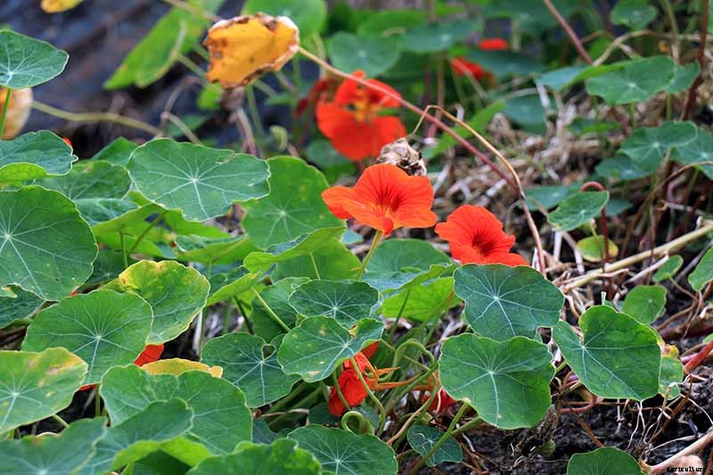 How to Care for Nasturtiums in Winter