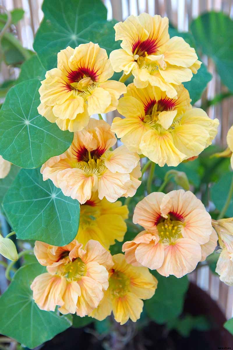 How to Care for Nasturtiums in Winter