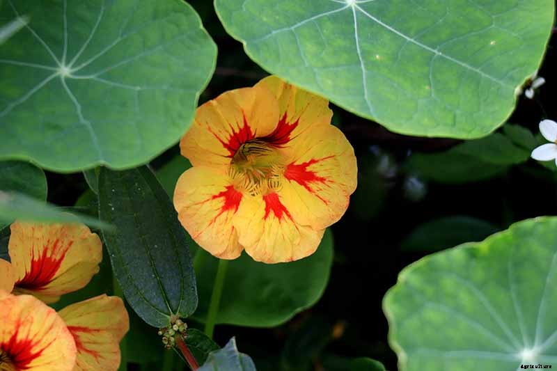 How to Care for Nasturtiums in Winter
