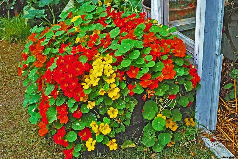 How to Care for Nasturtiums in Winter