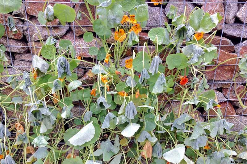 How to Care for Nasturtiums in Winter