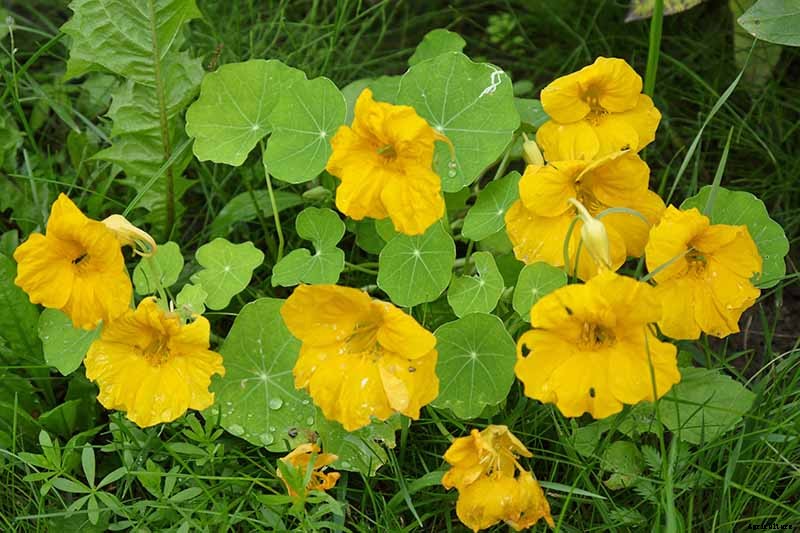 How to Care for Nasturtiums in Winter