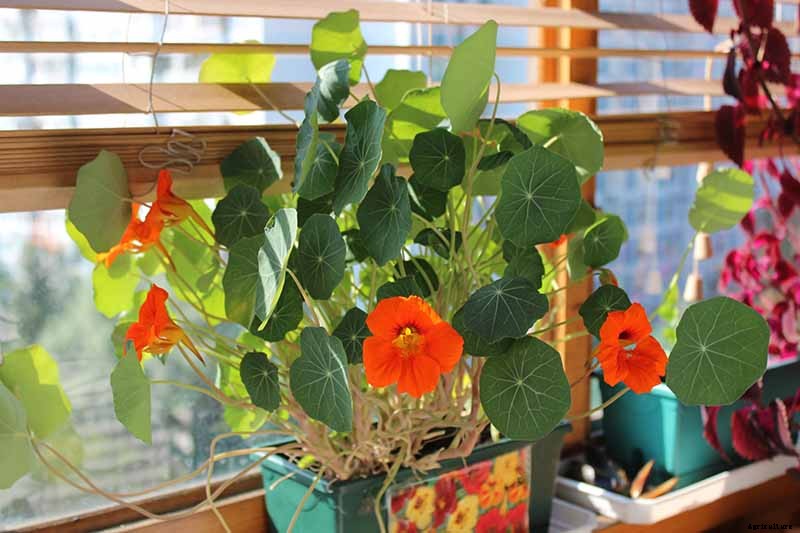 How to Care for Nasturtiums in Winter