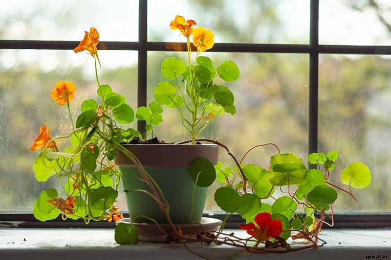 How to Care for Nasturtiums in Winter