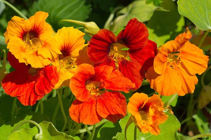 How to Care for Nasturtiums in Winter