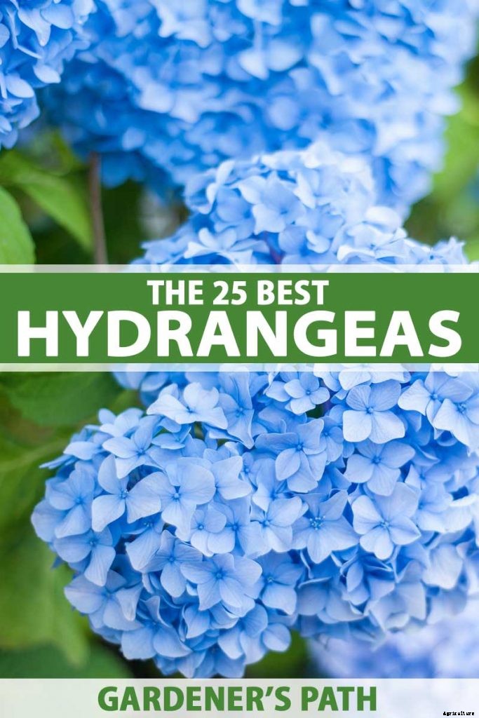 25 of the Best Hydrangea Varieties for Landscaping, Both Large & Small