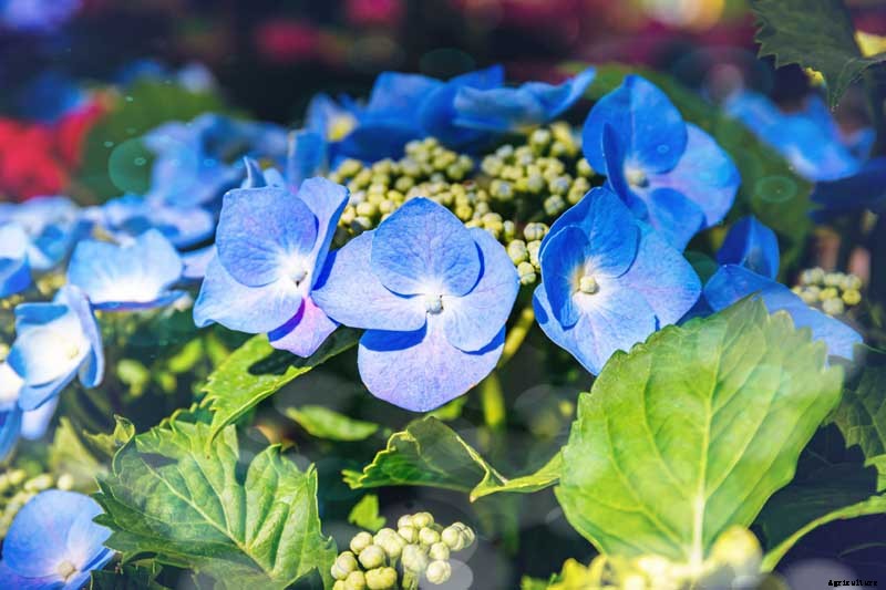 25 of the Best Hydrangea Varieties for Landscaping, Both Large & Small