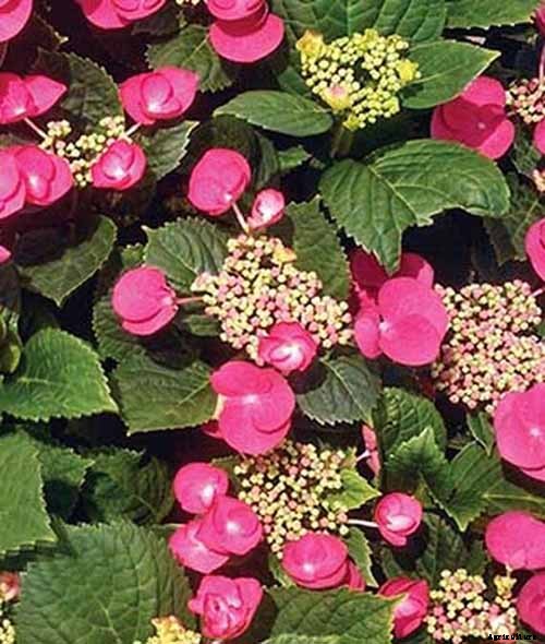 25 of the Best Hydrangea Varieties for Landscaping, Both Large & Small