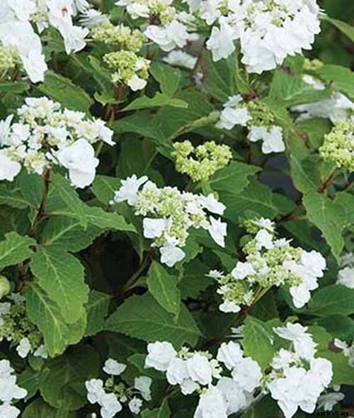 25 of the Best Hydrangea Varieties for Landscaping, Both Large & Small
