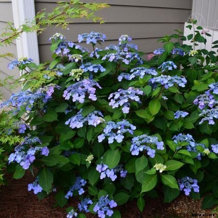 25 of the Best Hydrangea Varieties for Landscaping, Both Large & Small