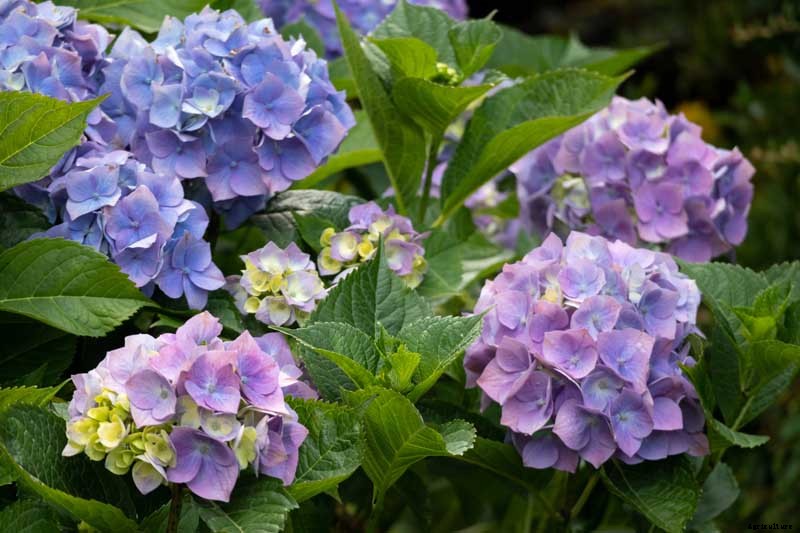 25 of the Best Hydrangea Varieties for Landscaping, Both Large & Small