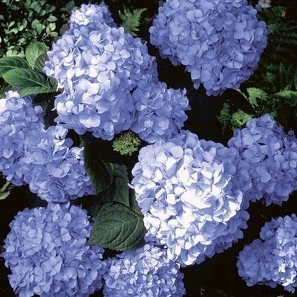 25 of the Best Hydrangea Varieties for Landscaping, Both Large & Small