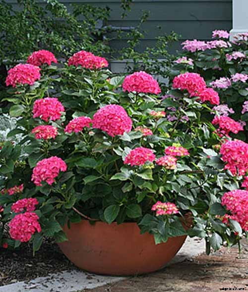 25 of the Best Hydrangea Varieties for Landscaping, Both Large & Small