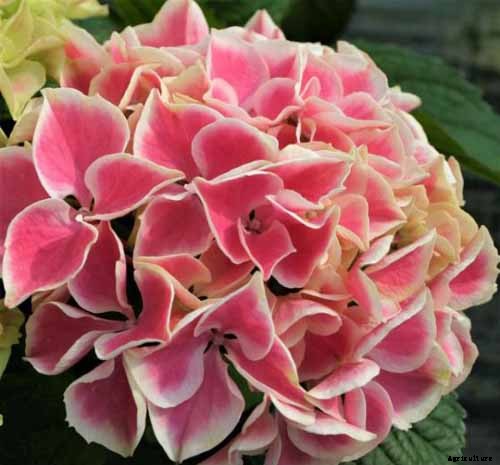 25 of the Best Hydrangea Varieties for Landscaping, Both Large & Small