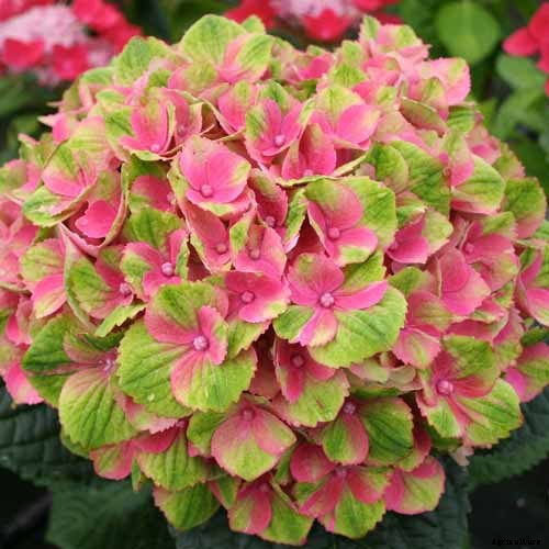 25 of the Best Hydrangea Varieties for Landscaping, Both Large & Small