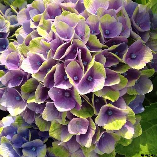 25 of the Best Hydrangea Varieties for Landscaping, Both Large & Small