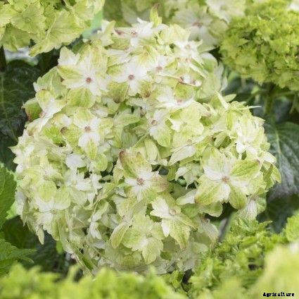 25 of the Best Hydrangea Varieties for Landscaping, Both Large & Small