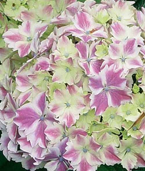 25 of the Best Hydrangea Varieties for Landscaping, Both Large & Small