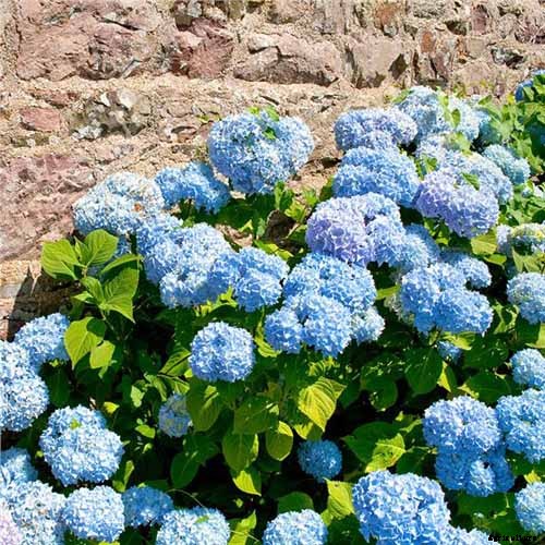 25 of the Best Hydrangea Varieties for Landscaping, Both Large & Small