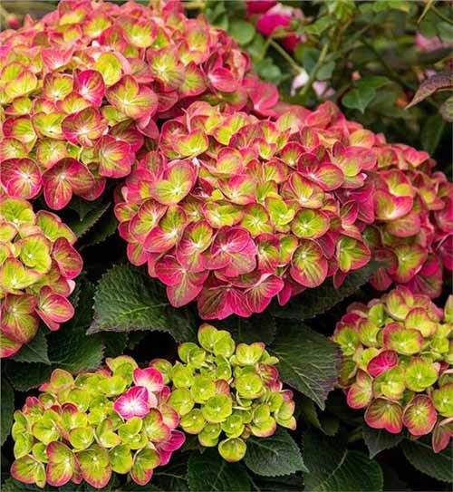 25 of the Best Hydrangea Varieties for Landscaping, Both Large & Small