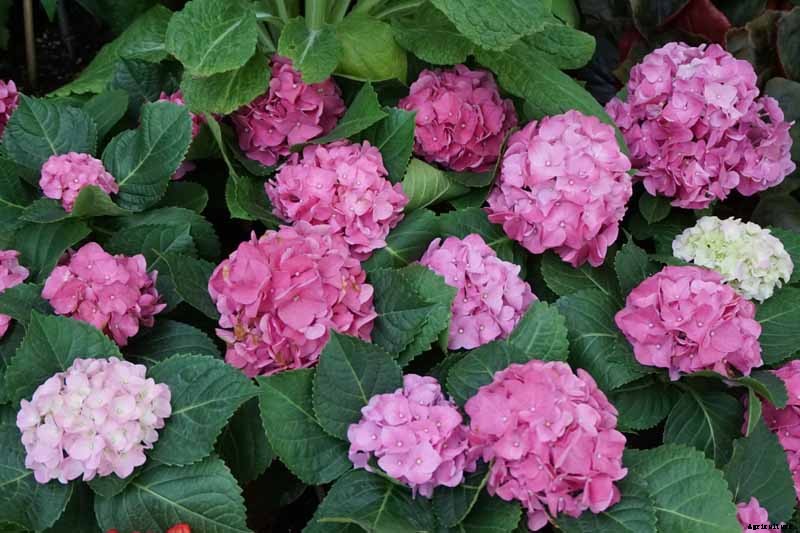 25 of the Best Hydrangea Varieties for Landscaping, Both Large & Small