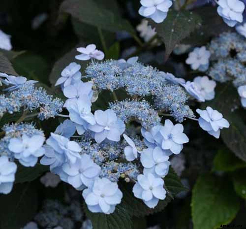 25 of the Best Hydrangea Varieties for Landscaping, Both Large & Small