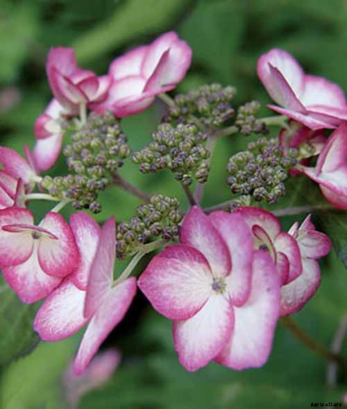 25 of the Best Hydrangea Varieties for Landscaping, Both Large & Small