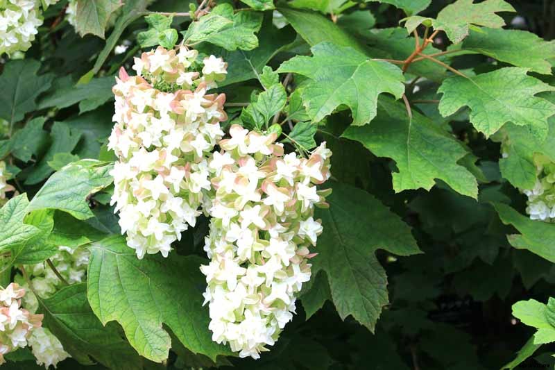 25 of the Best Hydrangea Varieties for Landscaping, Both Large & Small