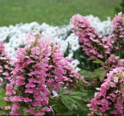 25 of the Best Hydrangea Varieties for Landscaping, Both Large & Small