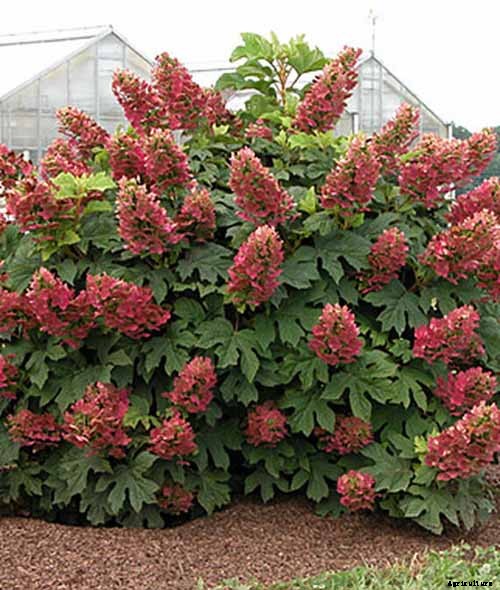25 of the Best Hydrangea Varieties for Landscaping, Both Large & Small