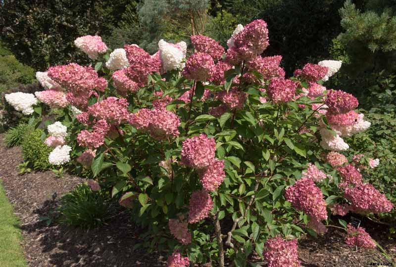 25 of the Best Hydrangea Varieties for Landscaping, Both Large & Small