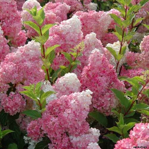 25 of the Best Hydrangea Varieties for Landscaping, Both Large & Small