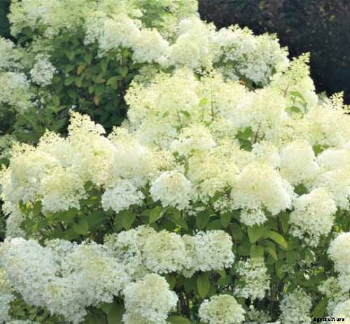 25 of the Best Hydrangea Varieties for Landscaping, Both Large & Small