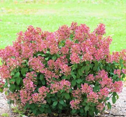 25 of the Best Hydrangea Varieties for Landscaping, Both Large & Small