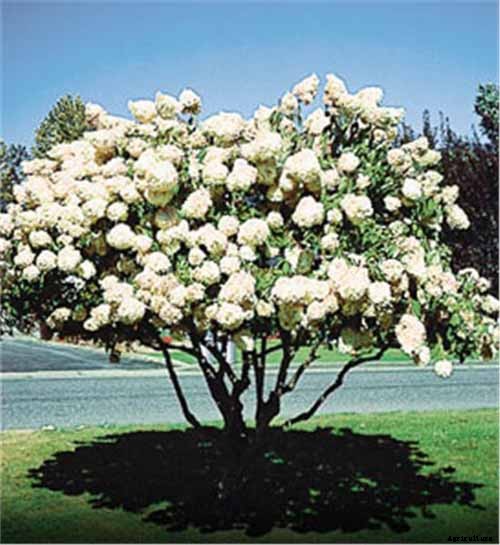 25 of the Best Hydrangea Varieties for Landscaping, Both Large & Small