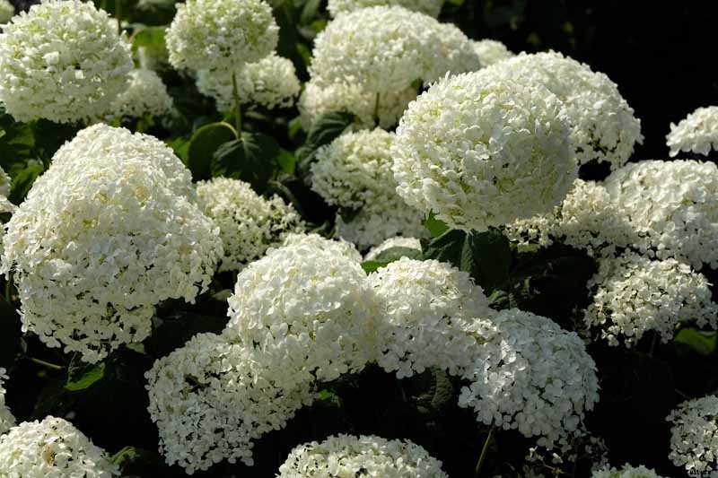 25 of the Best Hydrangea Varieties for Landscaping, Both Large & Small