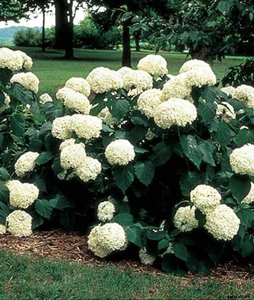 25 of the Best Hydrangea Varieties for Landscaping, Both Large & Small