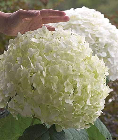 25 of the Best Hydrangea Varieties for Landscaping, Both Large & Small