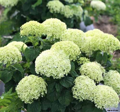 25 of the Best Hydrangea Varieties for Landscaping, Both Large & Small