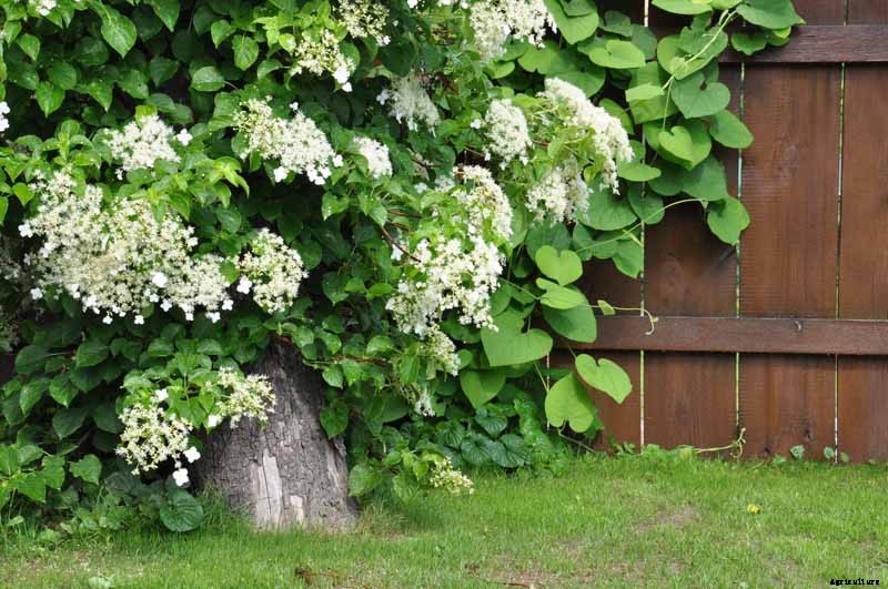 25 of the Best Hydrangea Varieties for Landscaping, Both Large & Small