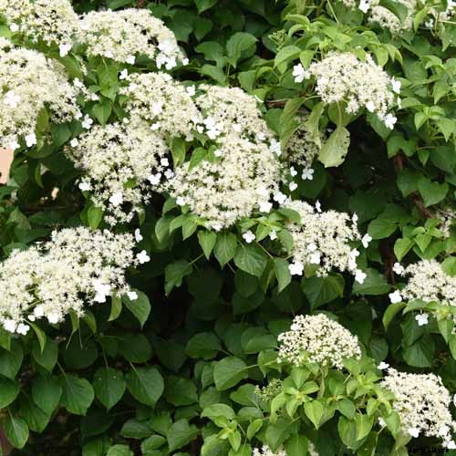25 of the Best Hydrangea Varieties for Landscaping, Both Large & Small