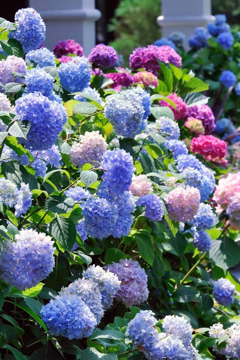 25 of the Best Hydrangea Varieties for Landscaping, Both Large & Small