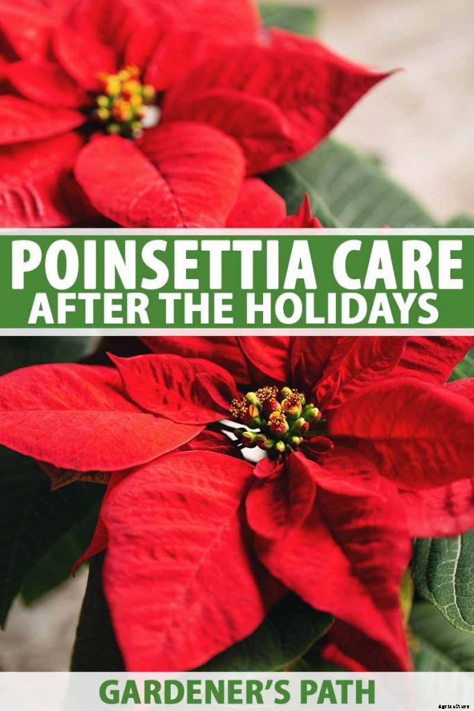 How to Care for Poinsettia After the Holidays