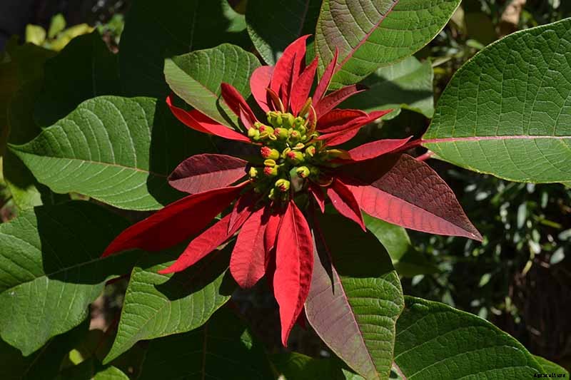 How to Care for Poinsettia After the Holidays